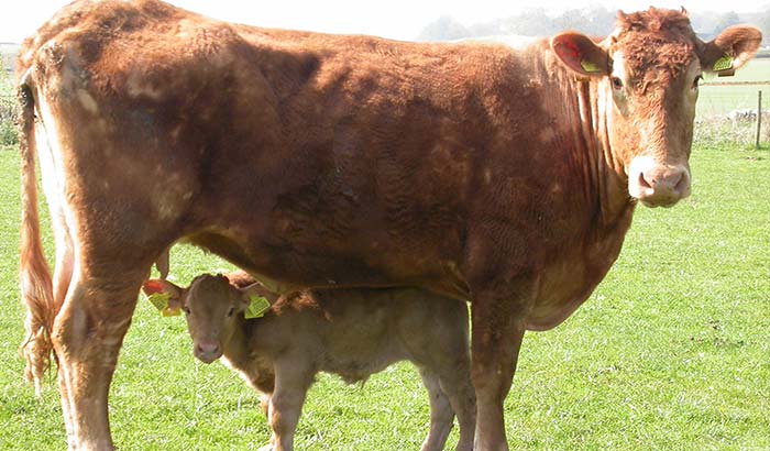 Cows in a field - Dwarf
